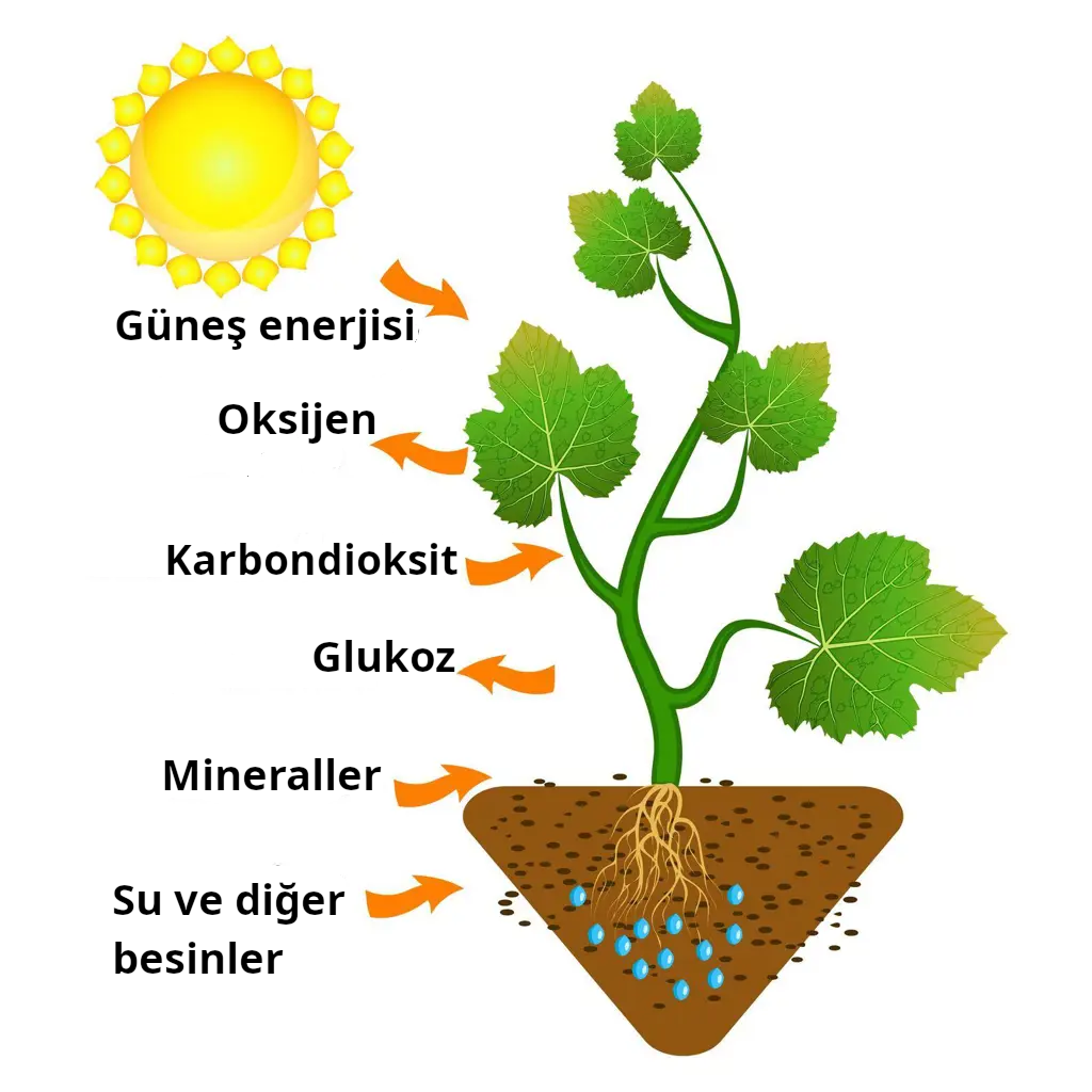Yeşil bitkiler oksijen de üretir