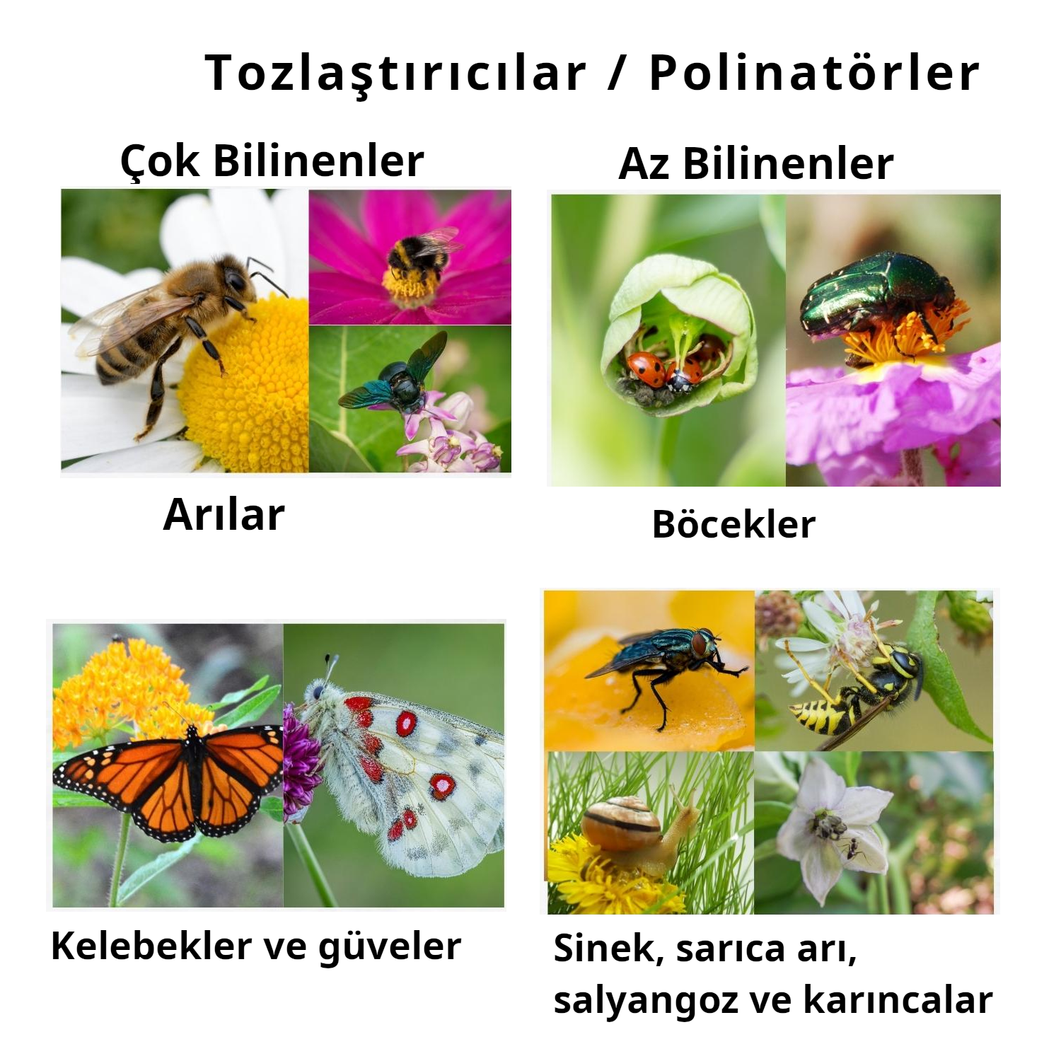 Polinatörler, tozlaştırıcılar